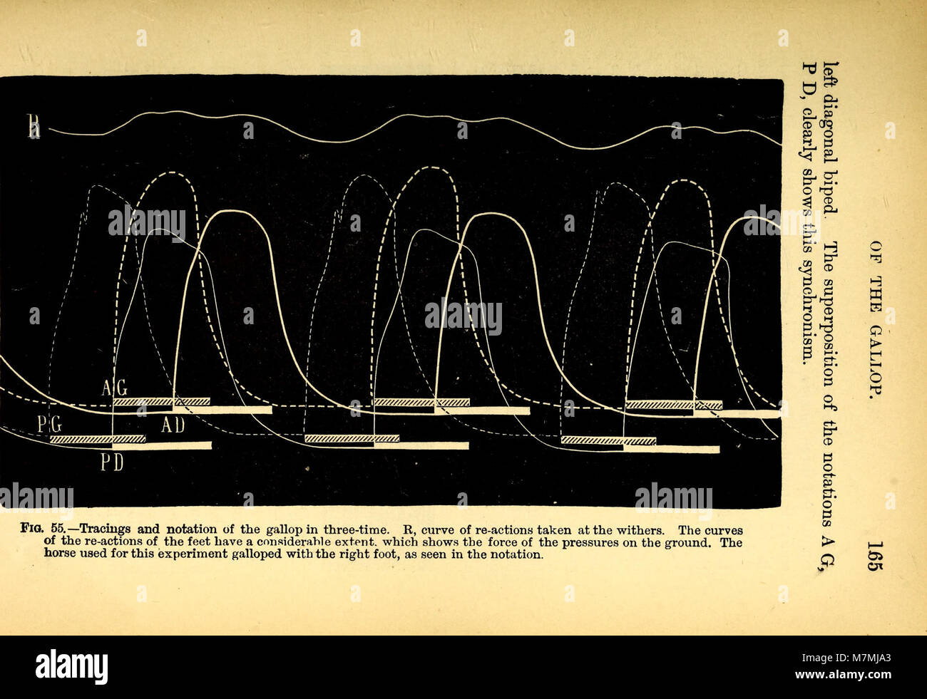 Meccanismo di animale- un trattato sul terrestre e aërial locomozione (1874) (18198040265) Foto Stock
