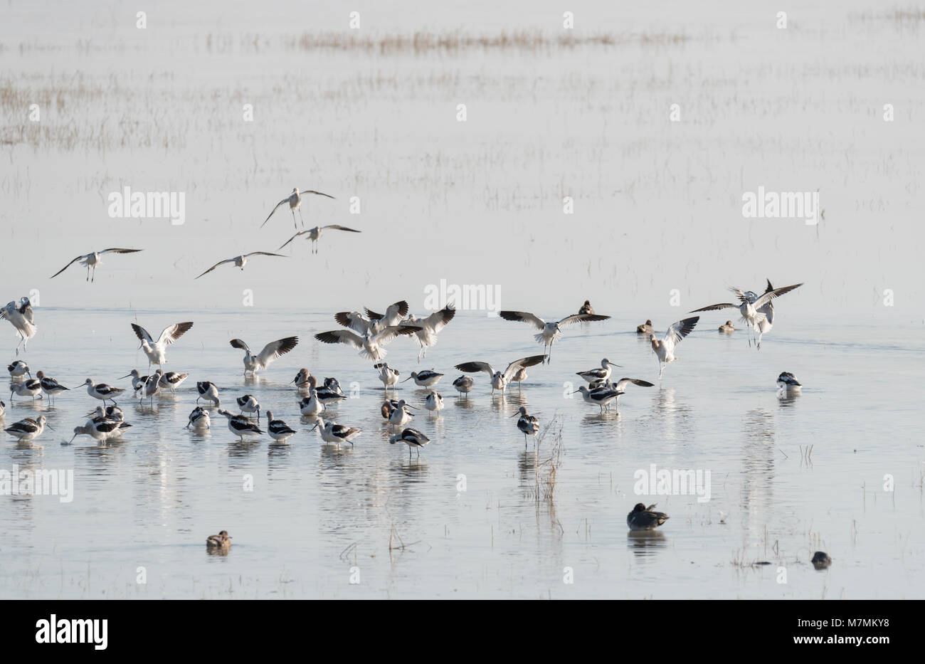 Gregge di American avocette Recurvirostra (americana) Foto Stock