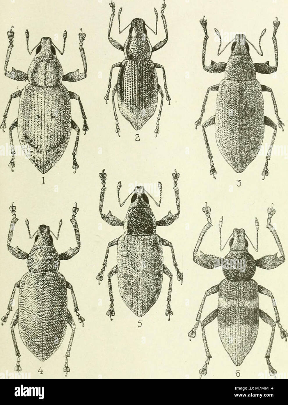 Annales de la Société Entomologique de France (1911) (18204972911) Foto Stock