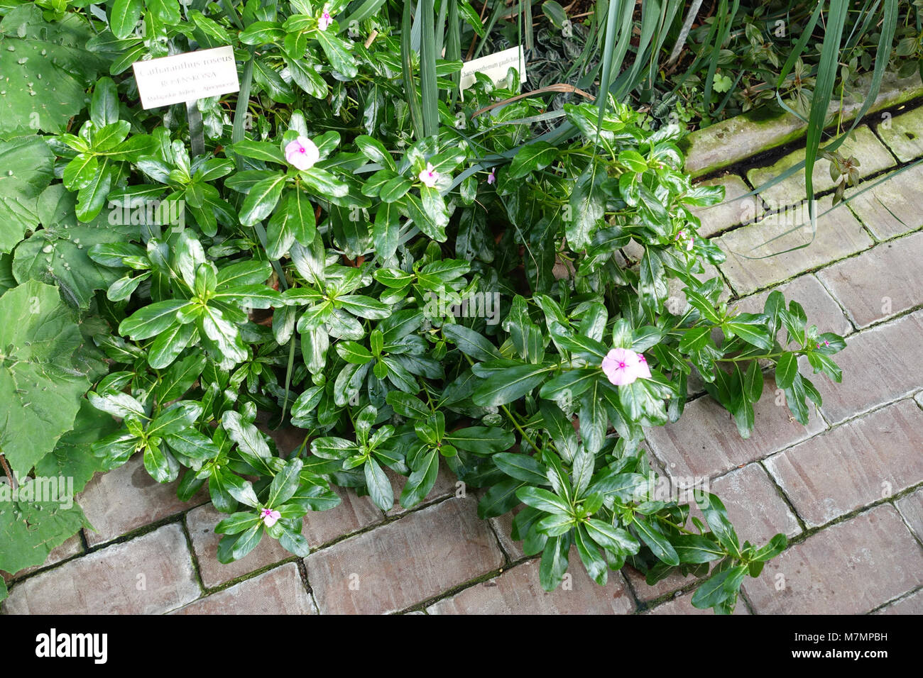 Catharanthus roseus, o periwinkle del Madagascar, è una pianta in fiore originaria del Madagascar e coltivata nel Giardino Bergianska di Stoccolma. È riconosciuto per il suo valore ornamentale e l'importanza farmaceutica dovuta ai composti bioattivi utilizzati in medicina. Foto Stock