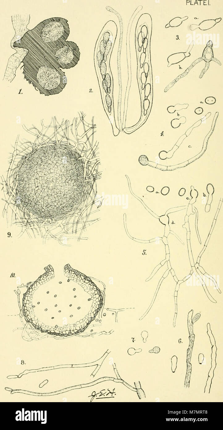 Il rapporto annuale del Segretario del Consiglio di Agricoltura delinea le tendenze agricole, le politiche e il progresso tecnologico nell'agricoltura statunitense dal 1854 al 1915. Foto Stock