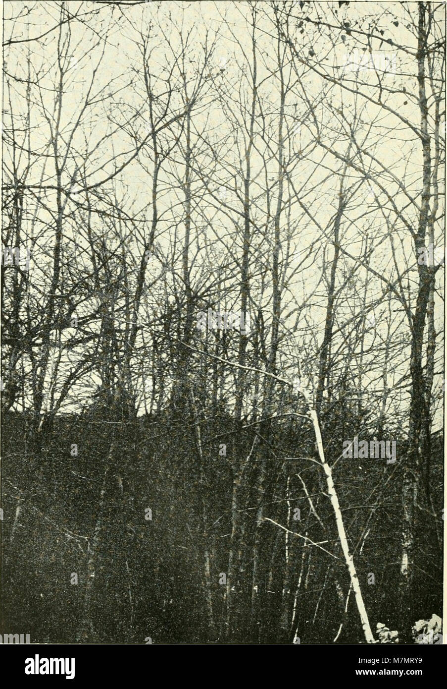 Un rapporto annuale completo (1854-1915) pubblicato dal Segretario del Consiglio di Agricoltura, che documenta le pratiche agricole, gli sviluppi politici, la ricerca e i progressi nell'agricoltura statunitense durante questo periodo storico. Foto Stock