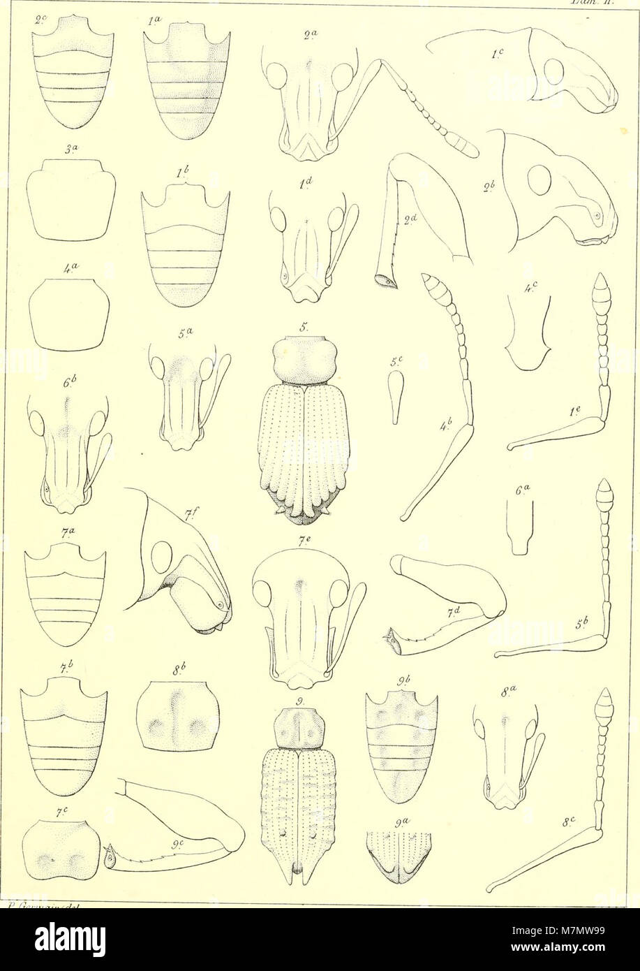 Apuntes sobre los insectos de Chile - estudio ho descripcion de los listroderitos de Cile ho tierras magallánicas de la coleccion del Museo Nacional i de la de Don Fernando Paulsen (1894) (19558203870) Foto Stock