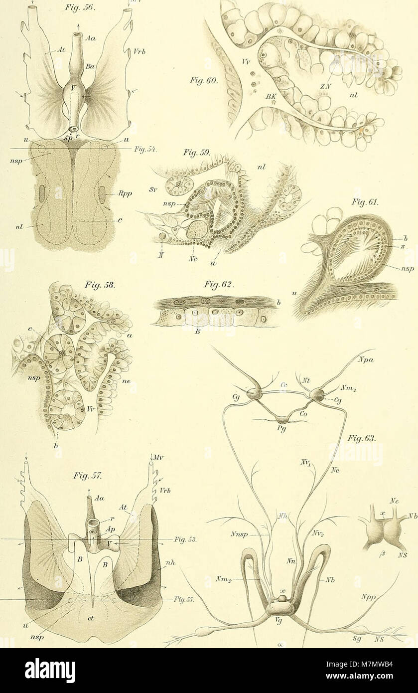 Un lavoro scientifico pubblicato nel 1888 dallo Zoologisch-Zootomischen Institut di Würzburg, si concentrò sullo studio della zoologia e dell'anatomia zoologica, mostrando i progressi nella ricerca biologica all'epoca. Foto Stock