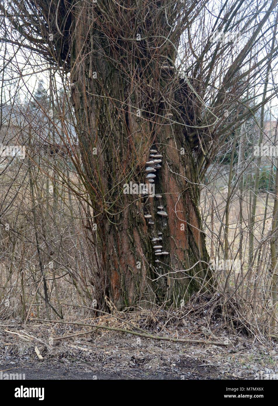 Funghi su willow di corteccia di albero Foto Stock