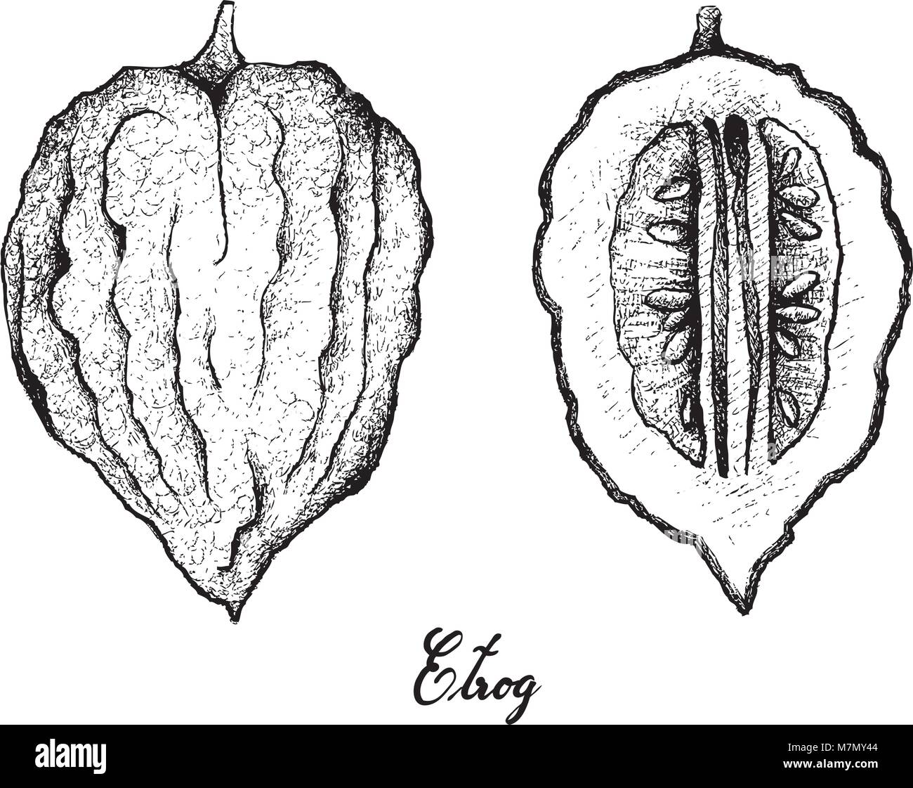 La frutta tropicale, Illustrazione disegnata a mano schizzo di Etrog frutto isolato su sfondo bianco, nutriente essenziale per la vita con la vitamina C. Illustrazione Vettoriale