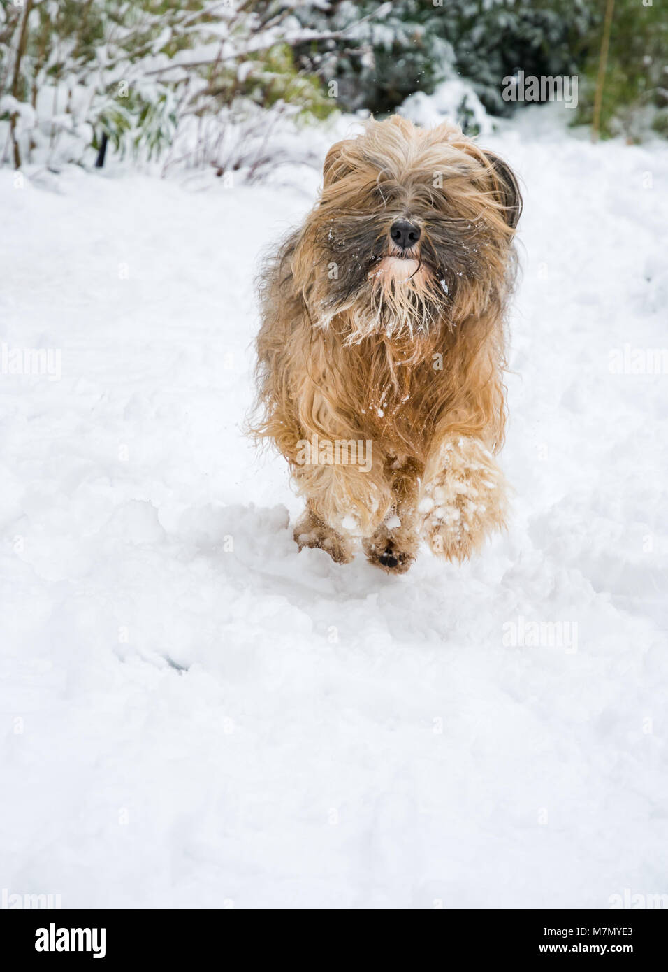 Con i capelli lunghi Tibetan Terrier cane che corre sulla neve. Foto Stock