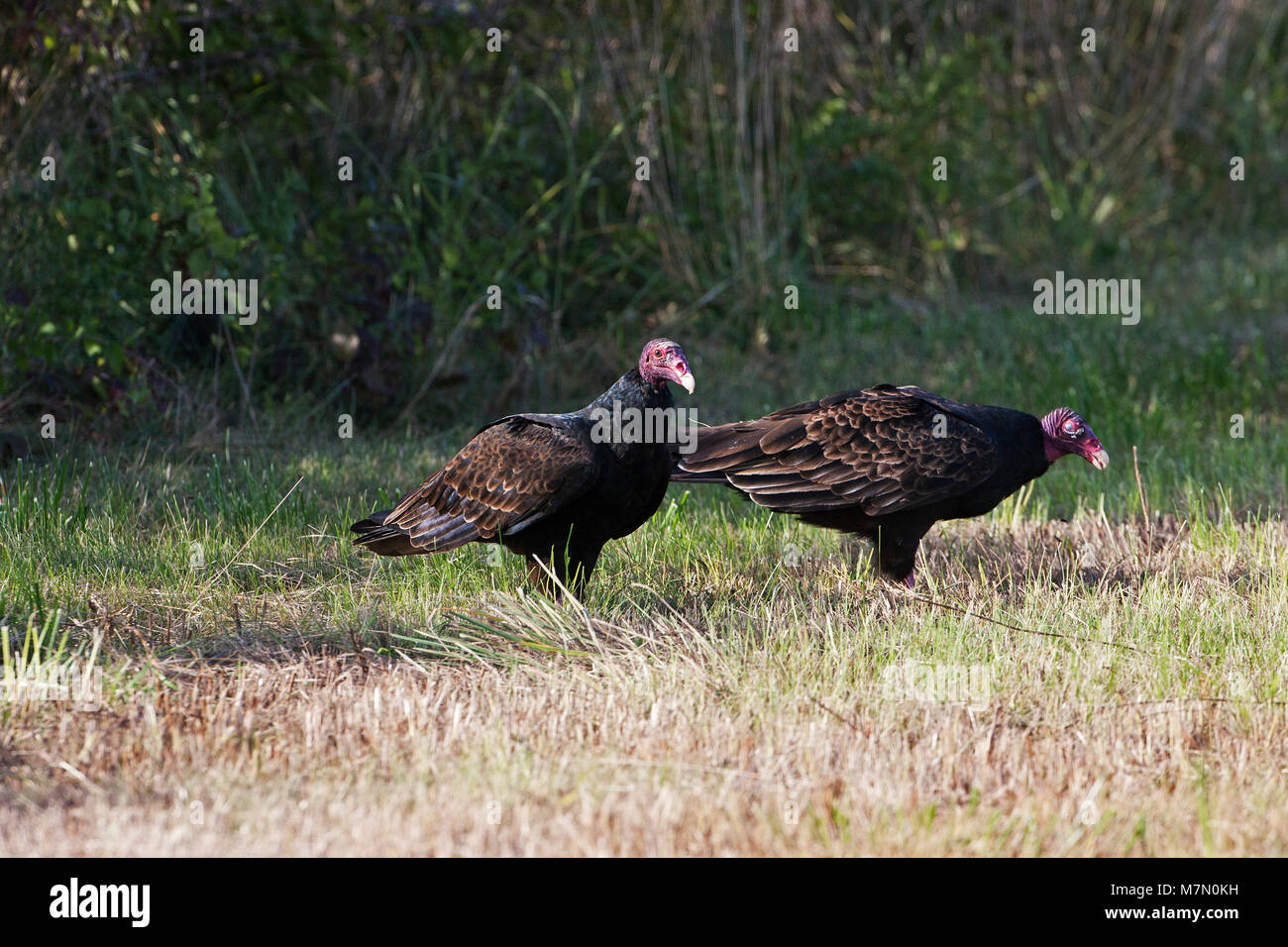 La Turchia vulture Cathartes aura alimentazione su carrion Flint Hills National Wildlife Refuge Kansas USA Foto Stock