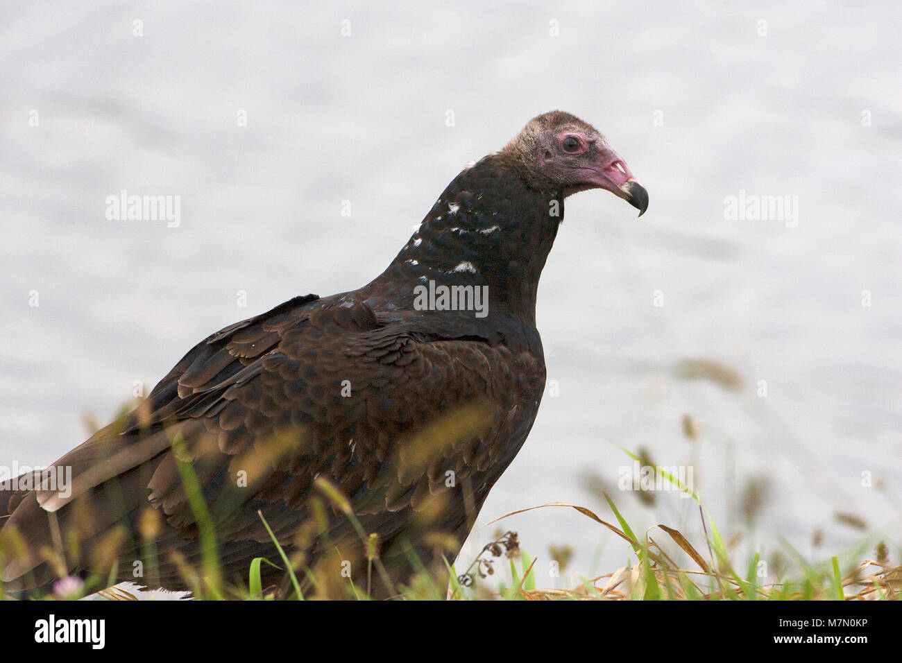 La Turchia vulture Cathartes aura accanto al lago di Jacomo della Contea di Jackson Kansas USA Foto Stock