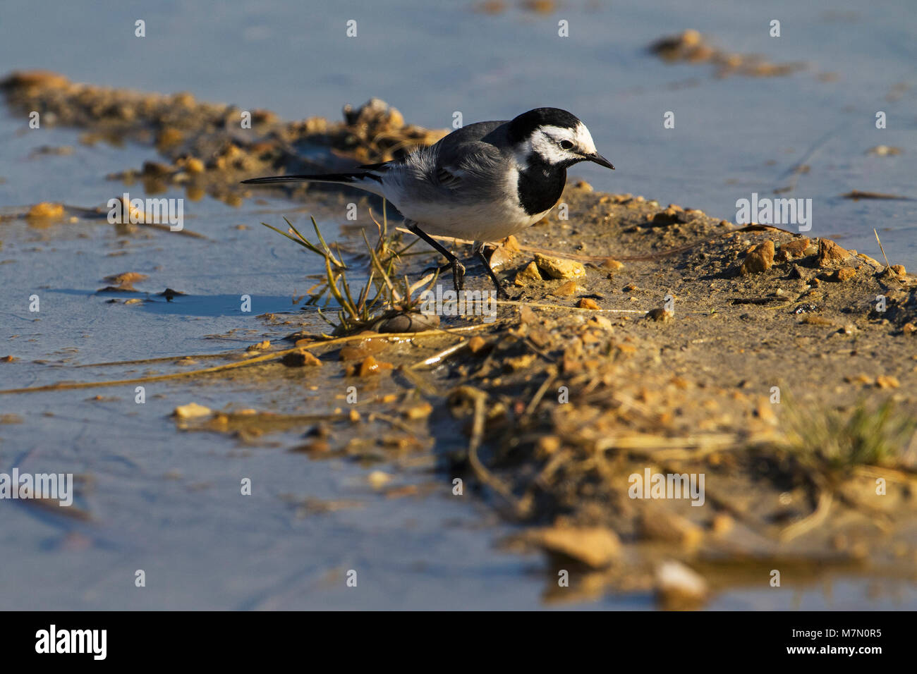 White wagtail Motacilla alba su terreni fangosi pozzanghera accanto a La Tour du Servizio Parco naturale regionale della Camargue Francia Febbraio 2016 Foto Stock