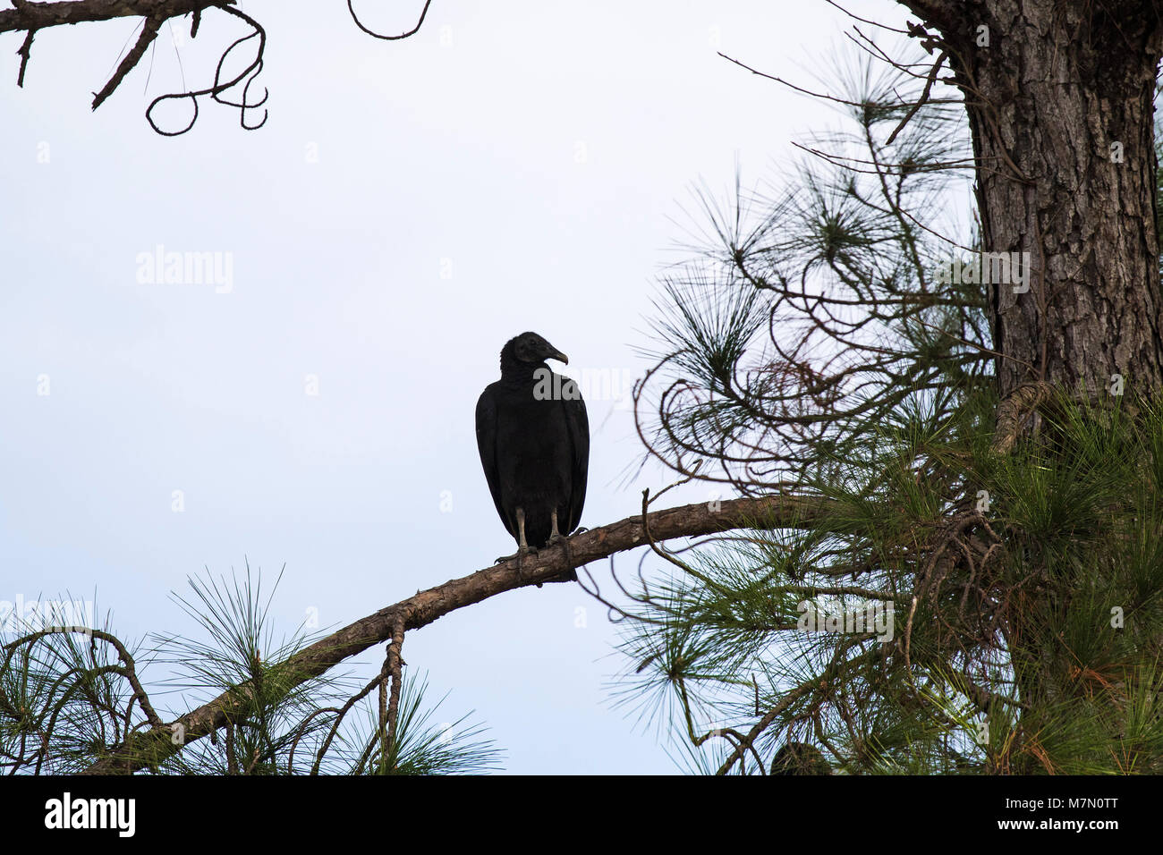 Avvoltoio nero Coragyps atratus appollaiato in un albero di pino vicino alla vecchia Sour Lake Road, Beaumont, Texas, USA, dicembre 2017 Foto Stock