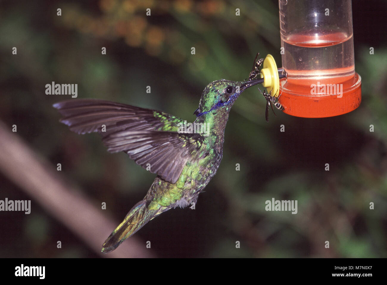 Vini spumanti violetear Colibri coruscans a hummingbird Tandayapa alimentatore Bird Lodge Ecuador America del Sud Foto Stock