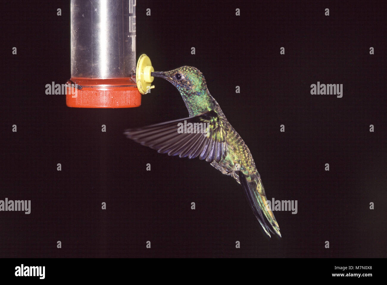 Vini spumanti violetear Colibri coruscans a hummingbird Tandayapa alimentatore Bird Lodge Ecuador America del Sud Foto Stock