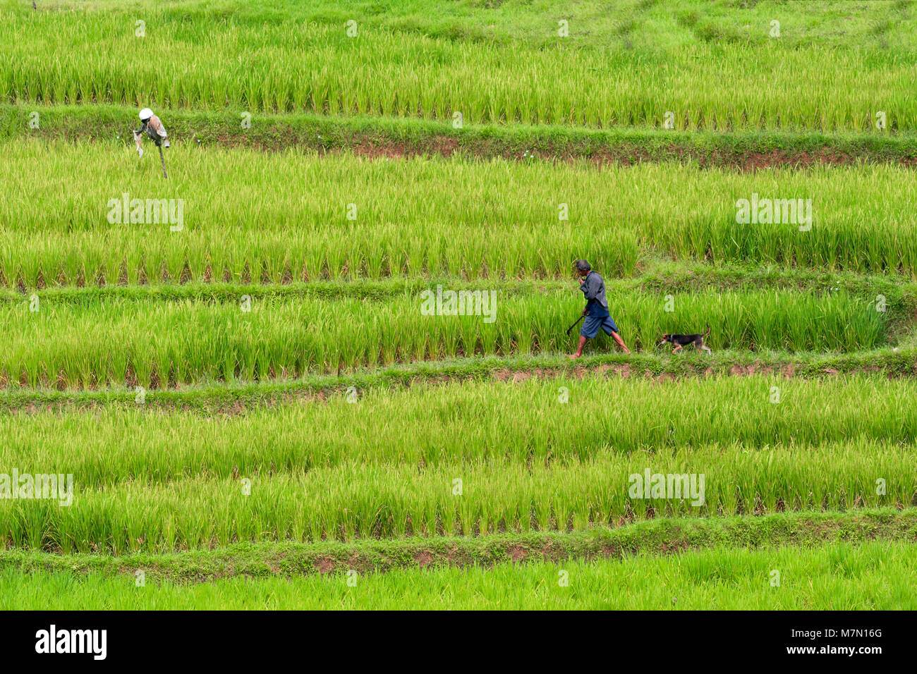 Un solitario contadino asiatici a colpi di machete e cane in seguito a piedi lungo i livelli di riso terrazzati campo. Foto Stock