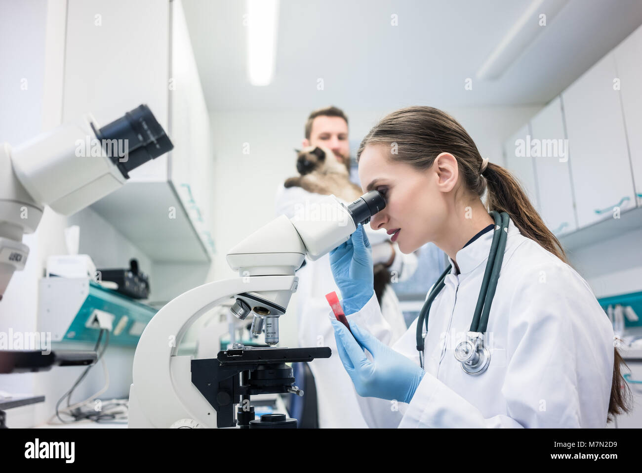 Assistente di laboratorio veterinario ed esaminando i tessuti campione da un gatto Foto Stock