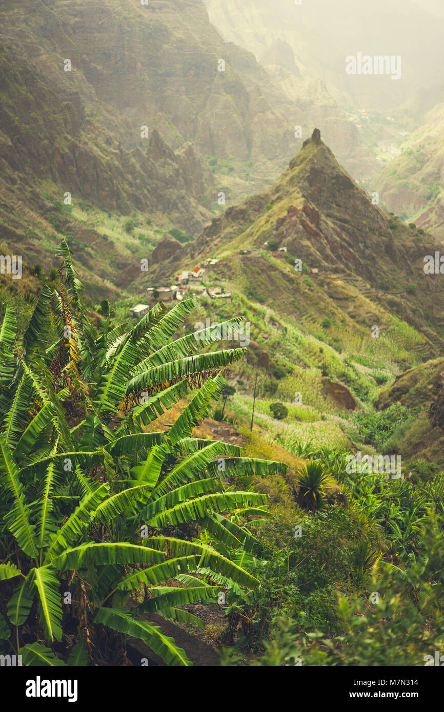 Piantagione di banane nella valle Xo-Xo. Percorso di Trekking 202 filo tra aspre vette delle montagne lungo la valle. Santo Antao isola, Capo Verde Foto Stock