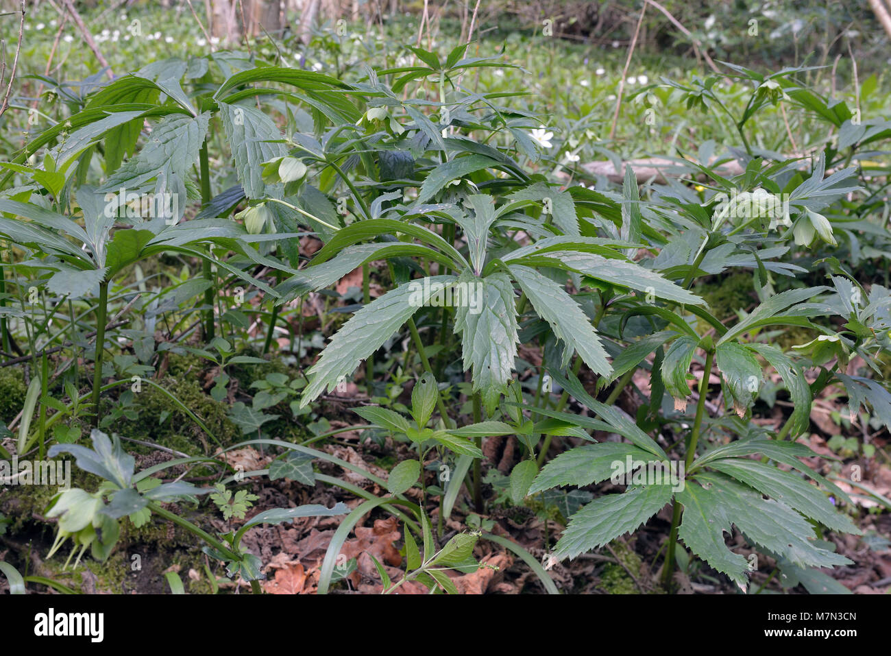 Veratro verde - Helleborus viridis pianta rara in habitat boschivo Foto Stock