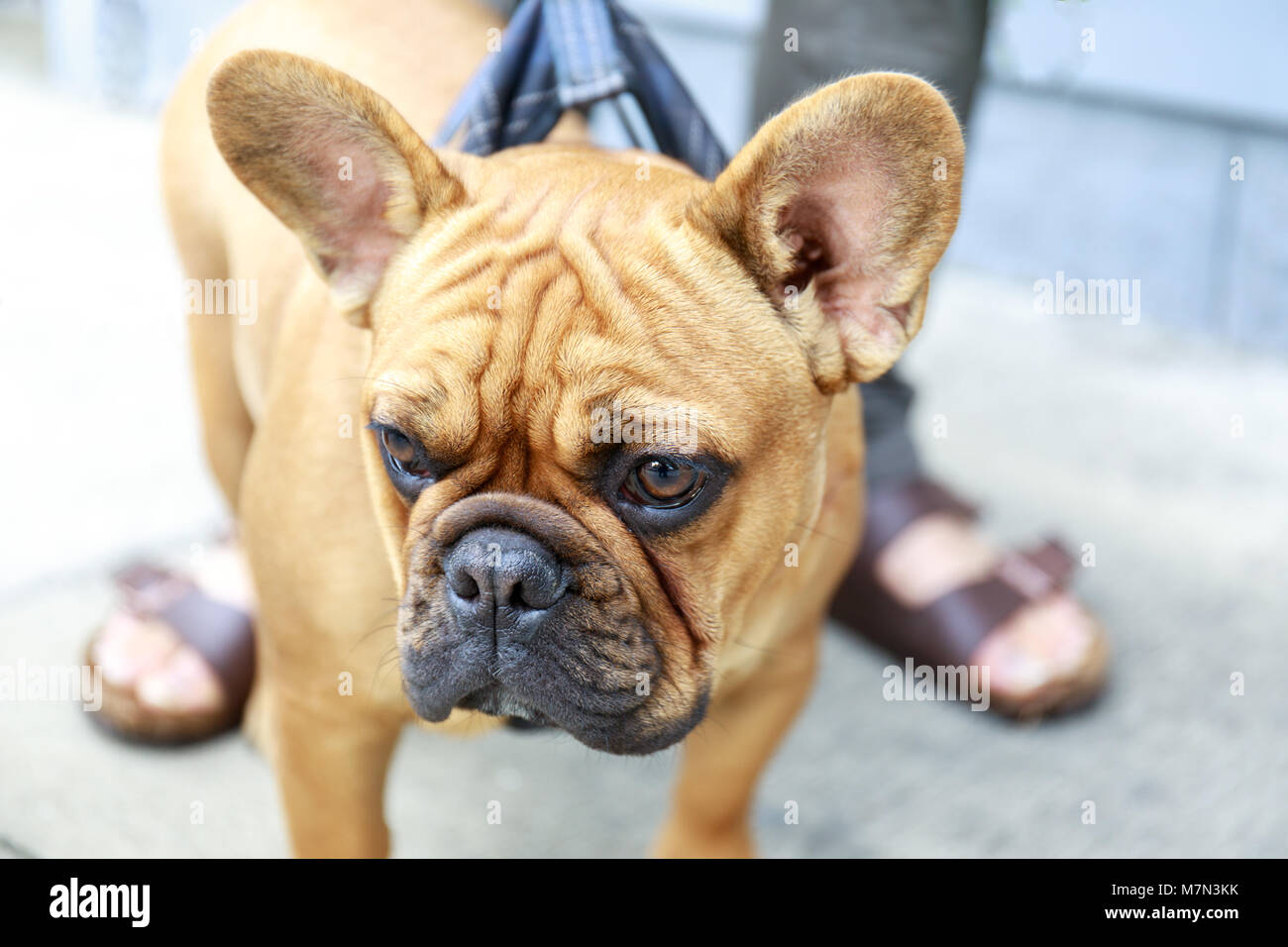 Bulldog francese cucciolo maschio marrone in una strada a San Francisco. Foto Stock