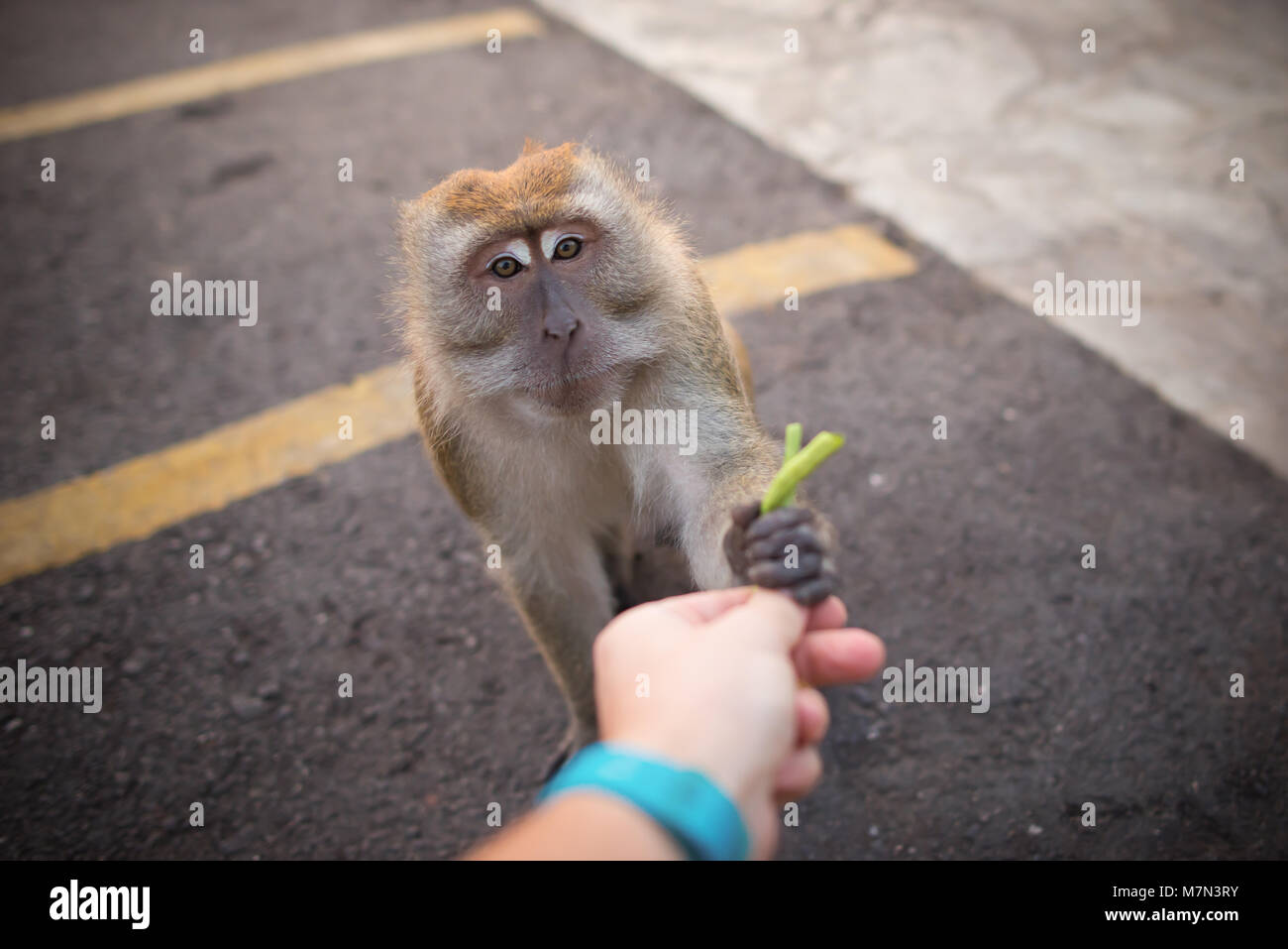 Man mano alimenta una scimmia. Amicizia tra uomo e animale. Funny simian prende un alimento da un addetto al parcheggio nella giornata di sole Foto Stock