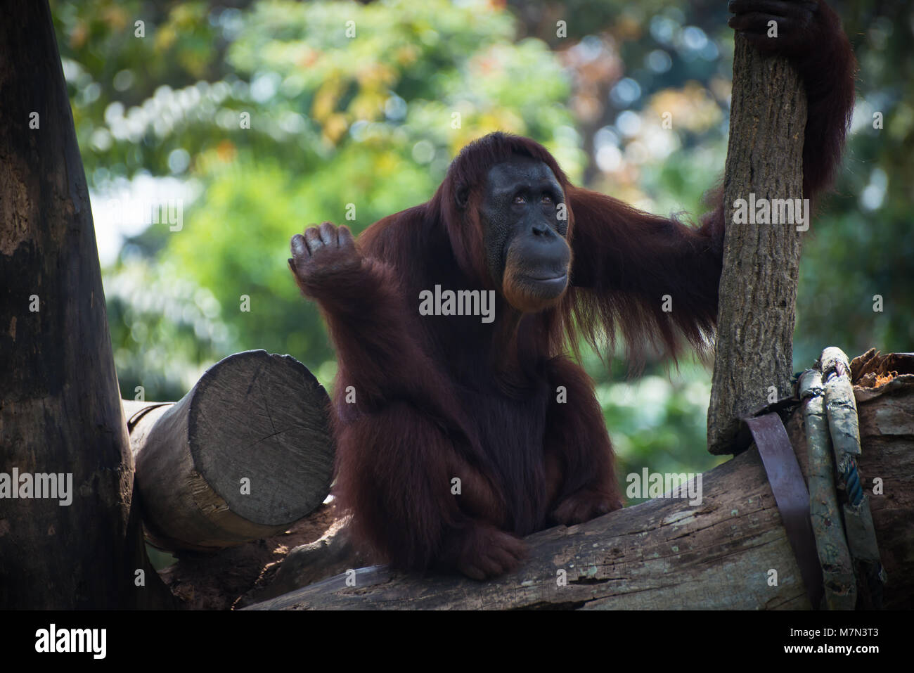 Malinconici primate guarda in alto. Orangutan sorridente si siede da solo sull'albero. Funny monkey sullo sfondo della natura Foto Stock