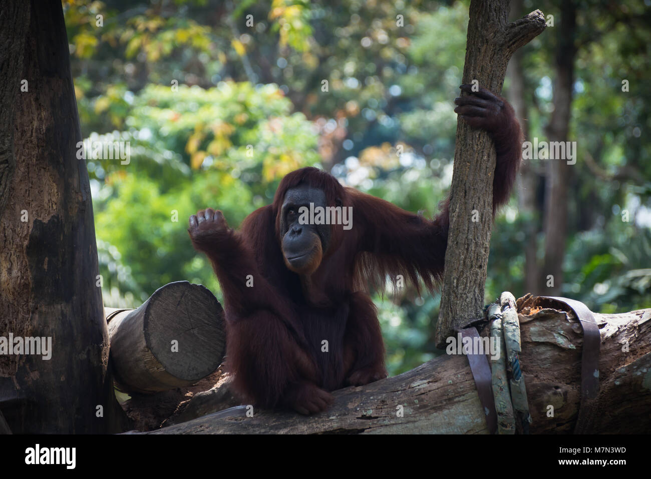 Orangutan sorridente si siede da solo sull'albero. Malinconici primate guardando lontano. Funny monkey sullo sfondo della natura Foto Stock