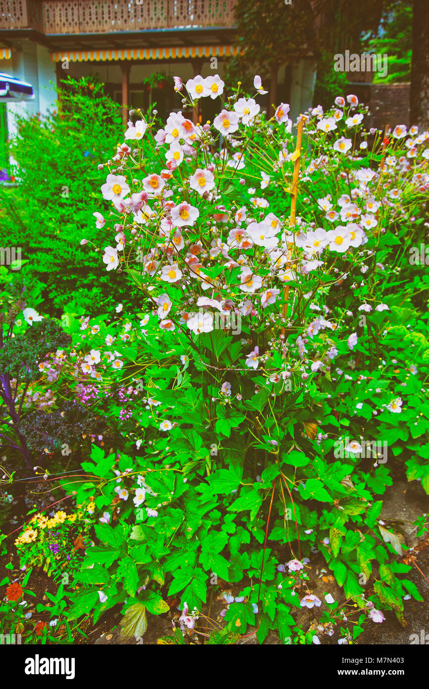 Rosa fiori da giardino a Trummelbach rientra tra le montagne della valle di Lauterbrunnen, Distretto di Interlaken, Berna cantone della Svizzera. Foto Stock