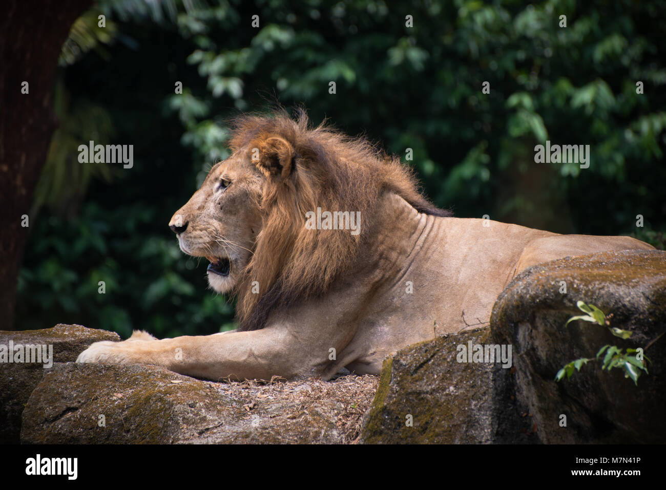 Il re leone è rilassante sulle pietre all'esterno. Formidabile predatore è giace a terra in un giorno caldo sullo sfondo della natura Foto Stock