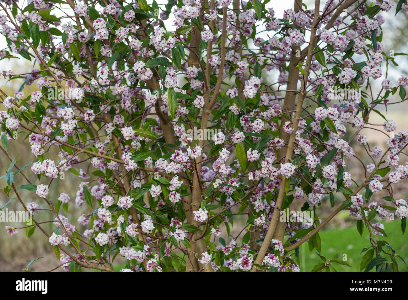 Daphne bholua 'Jacqueline Postill' Foto Stock