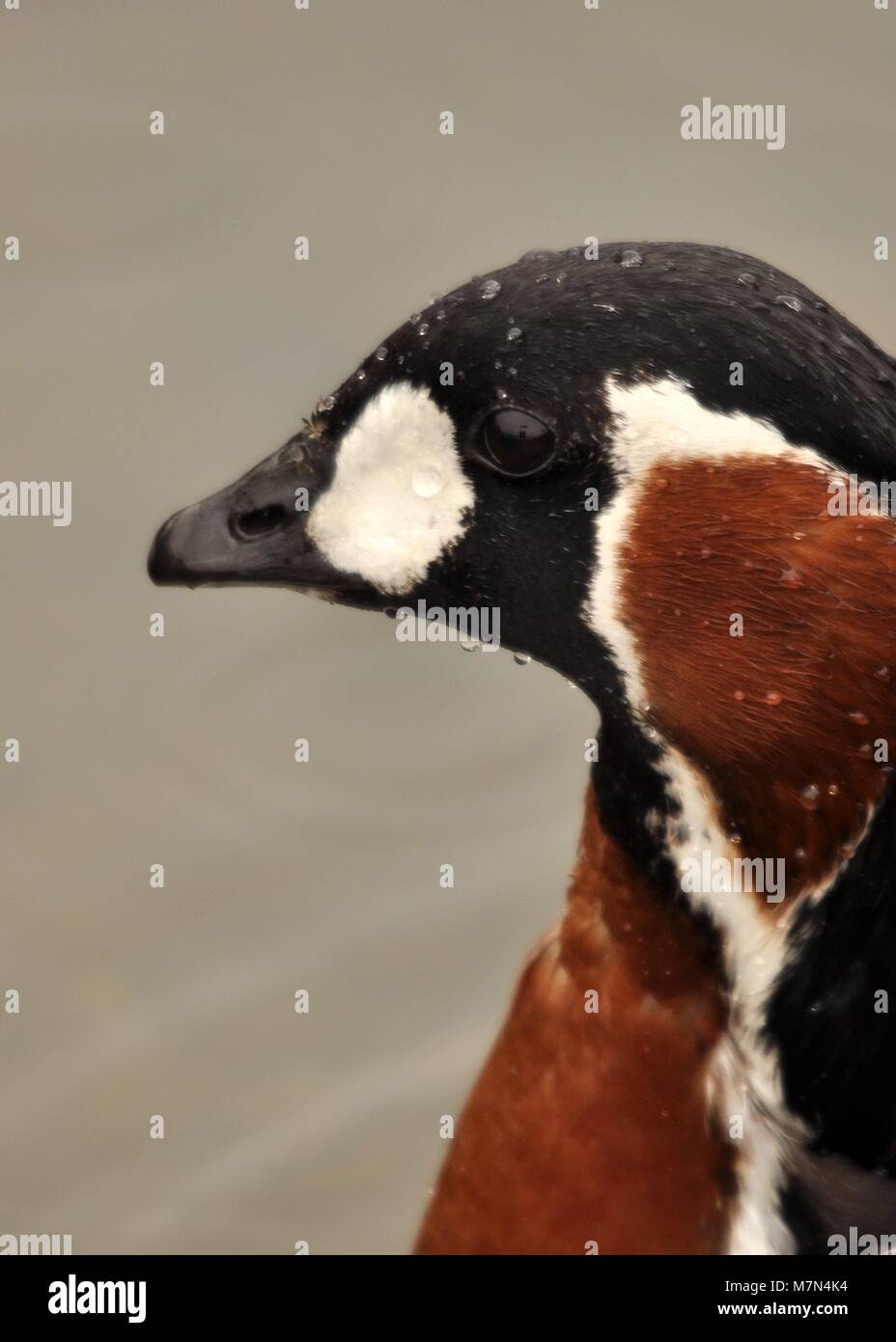 Closeup ritratto di un Rosso Breasted Goose (Branta ruficollis) Foto Stock