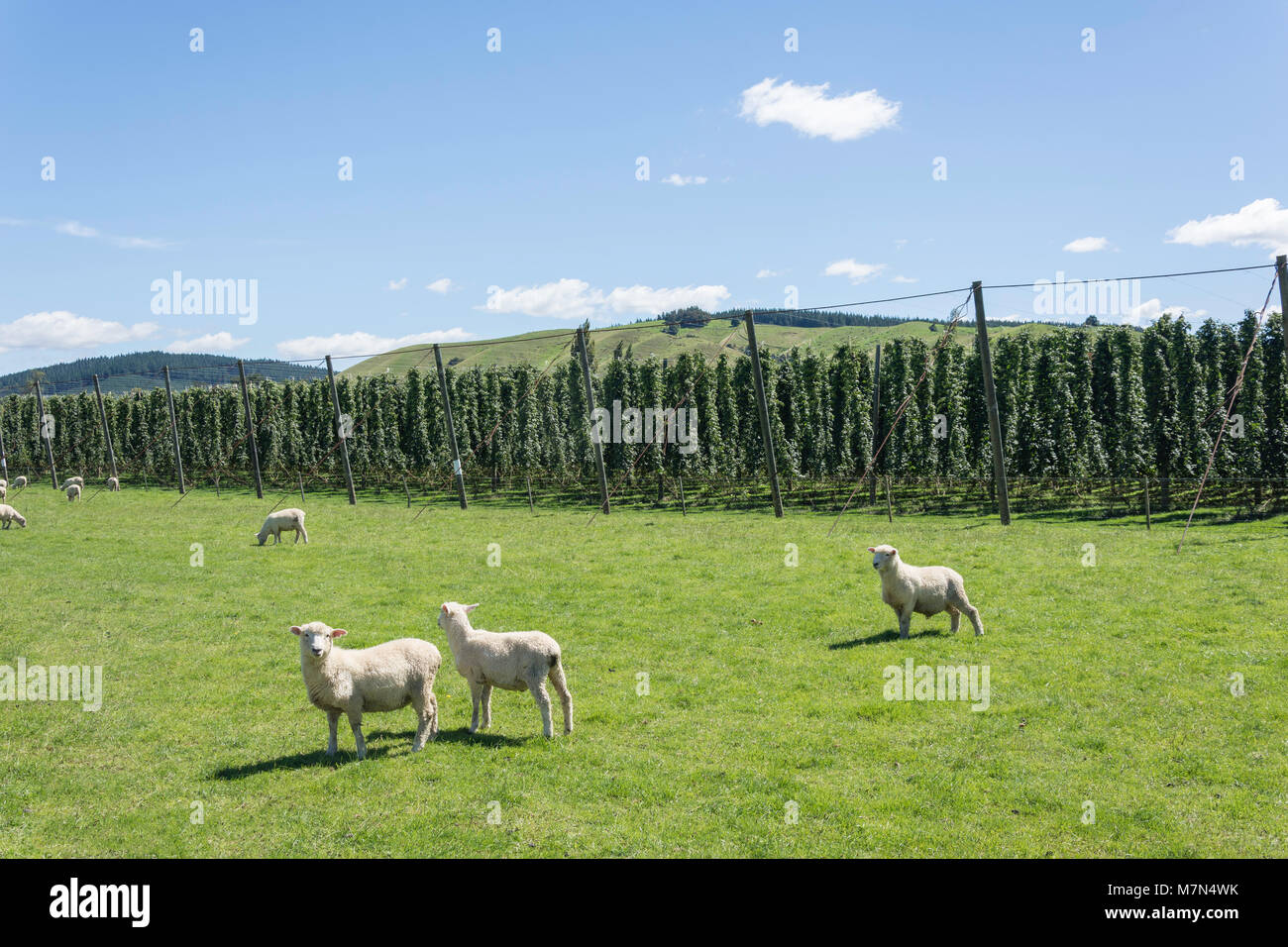 Hop plantation vicino a Wakefield, Tasman District, Nuova Zelanda Foto Stock