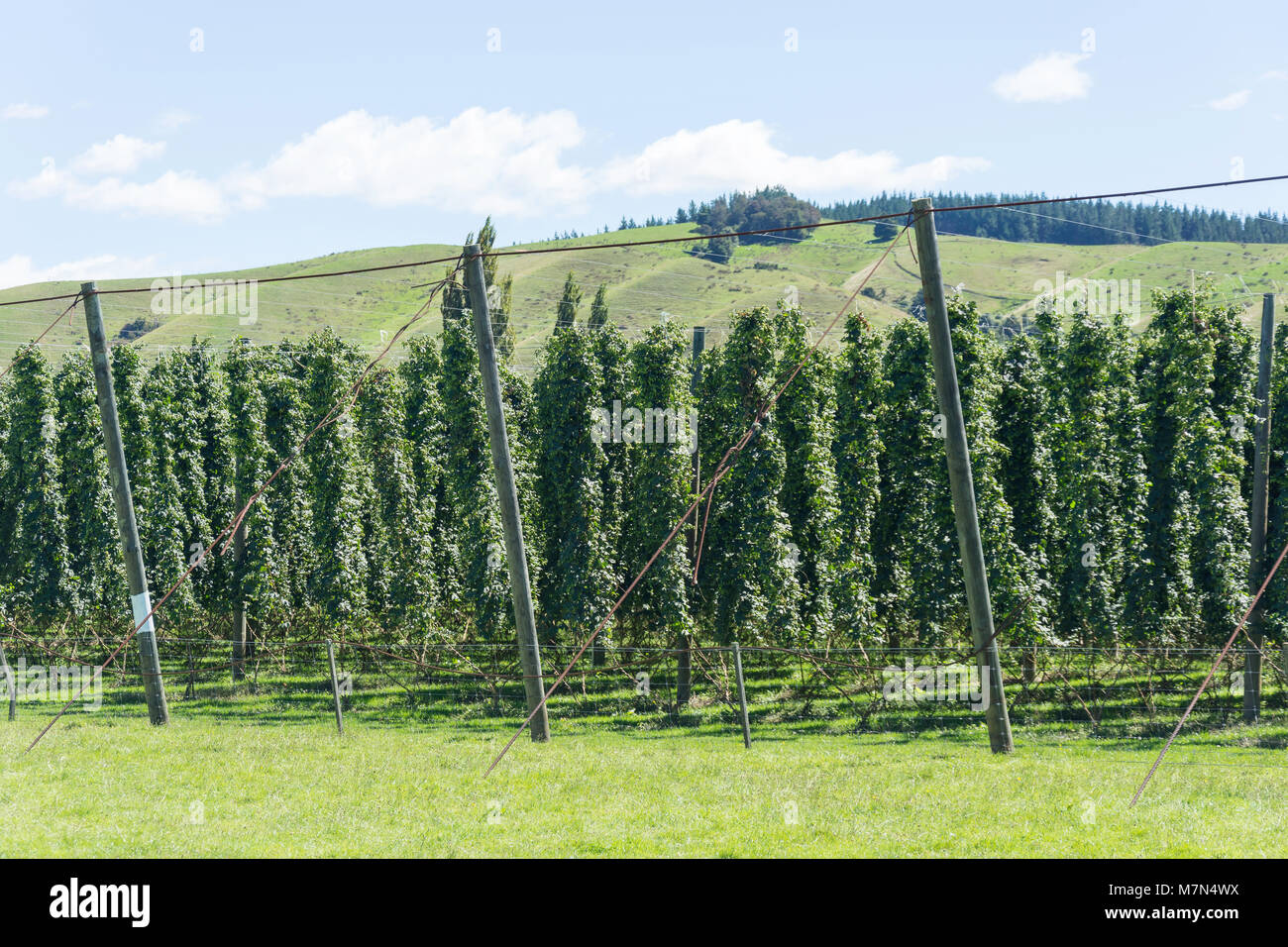 Hop plantation vicino a Wakefield, Tasman District, Nuova Zelanda Foto Stock
