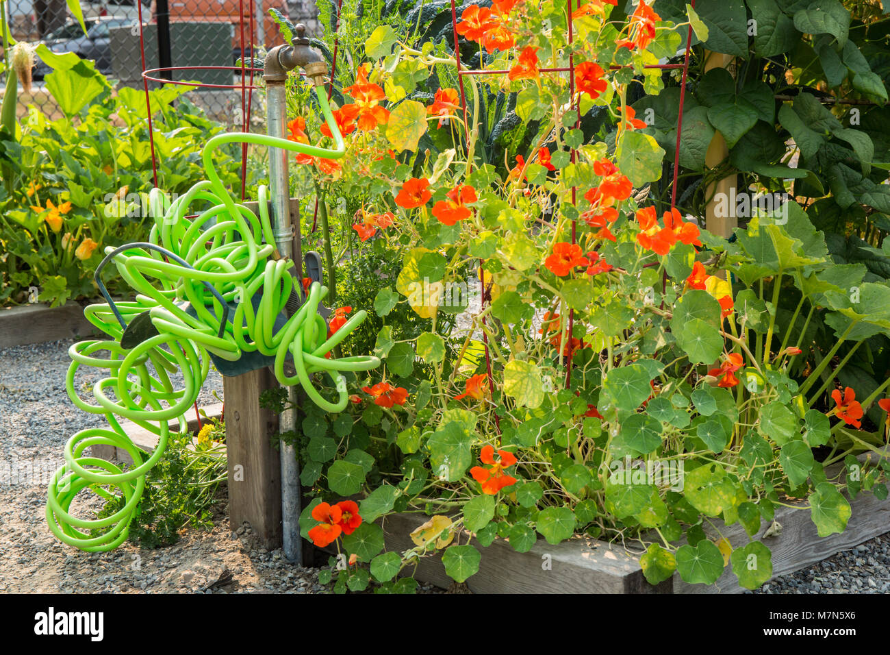 Nasturtiums il crescente in una comunità giardino accanto a un colorato giardino arricciata il tubo flessibile Foto Stock