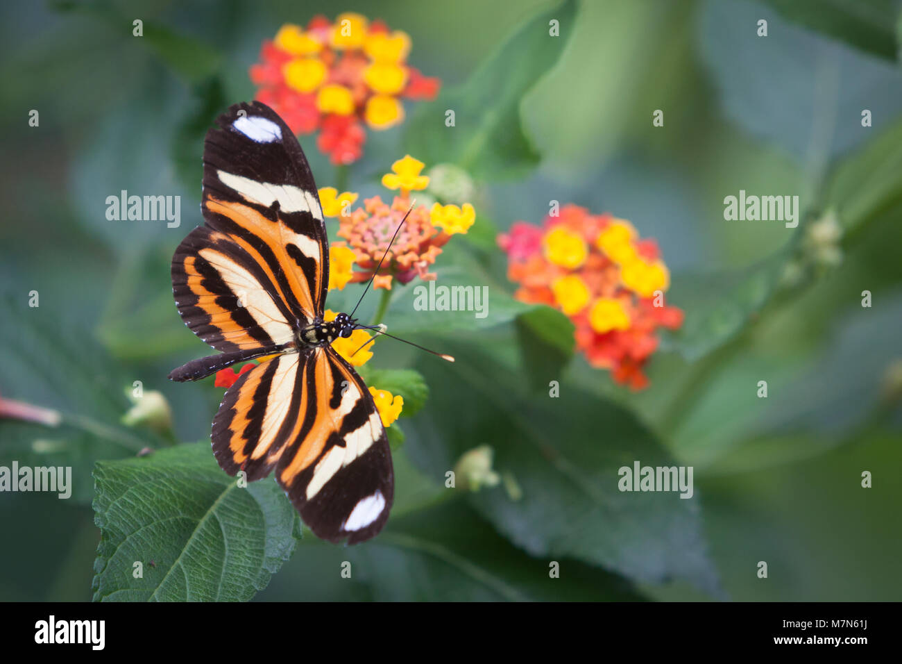 Farfalla monarca in gardem Foto Stock