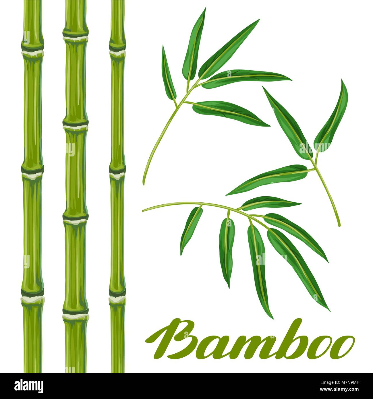 Insieme di piante di bambù e foglie. Oggetti di decorazione, design su opuscoli pubblicitari, banner, flayers Illustrazione Vettoriale