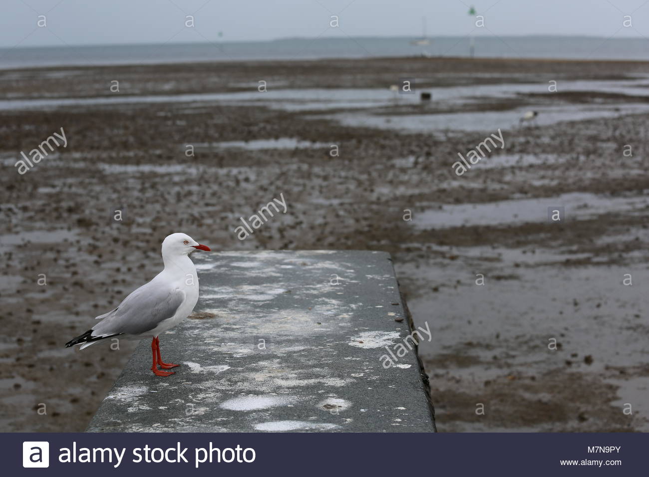 Un gabbiano sulla riva vicino a Wynnum, Brisbane in Australia Foto Stock