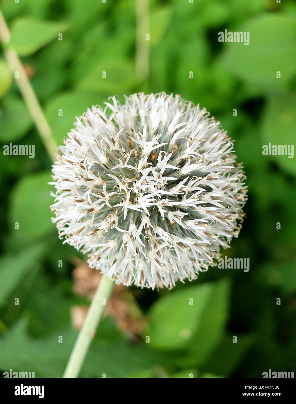 Singola bianco allium fiore vicino sul verde sfondo naturale Foto Stock