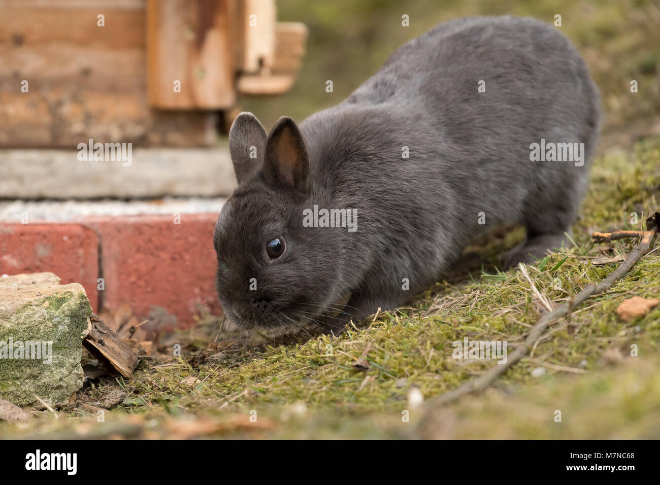 Grigio di un coniglio nano alla ricerca di cibo nel prato Foto Stock
