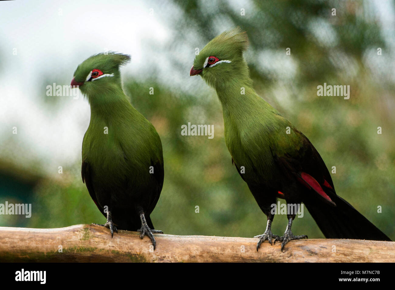 West African Green's Turaco (Tauraco persa) ritratto Foto Stock