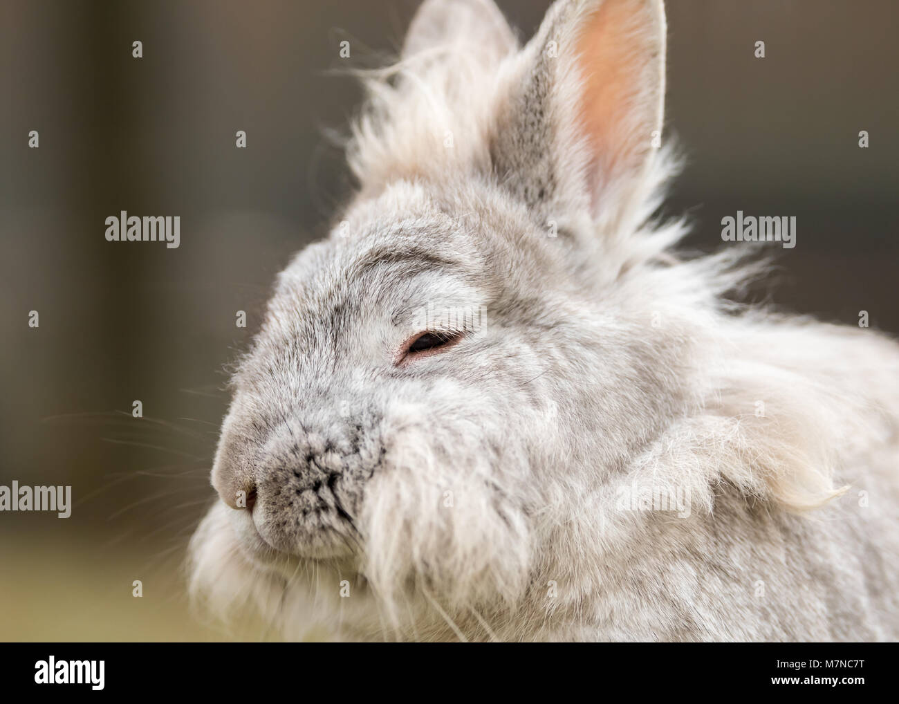 Un ritratto di un White Dwarf Rabbit (Lions Head) Foto Stock