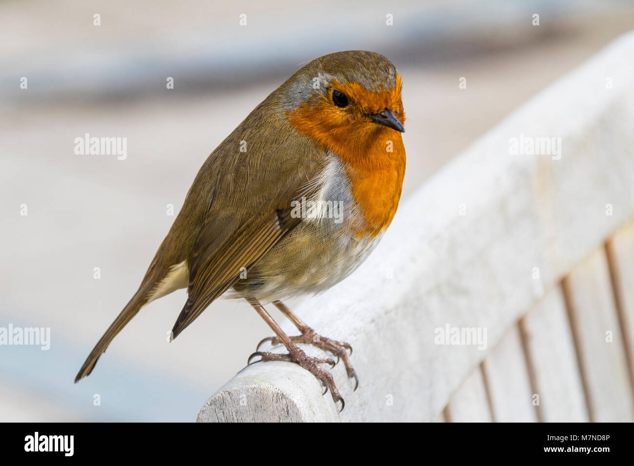 Close-up Dettaglio di un Robin (Erithacus rubecula) su una recinzione in inverno #3: Grande Torrington, Devon, Inghilterra. Foto Stock Close-up Dettaglio di un Robin (Erithacus rubecula) su una recinzione in inverno #3: Grande Torrington, Devon, Inghilterra. Foto Stock