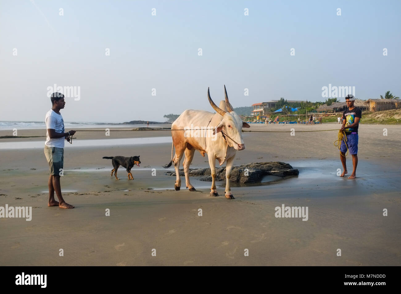 GOA, India - 23 gennaio 2015: due uomini sulla spiaggia di vacca di contenimento con il cane ansimante in background. Foto Stock