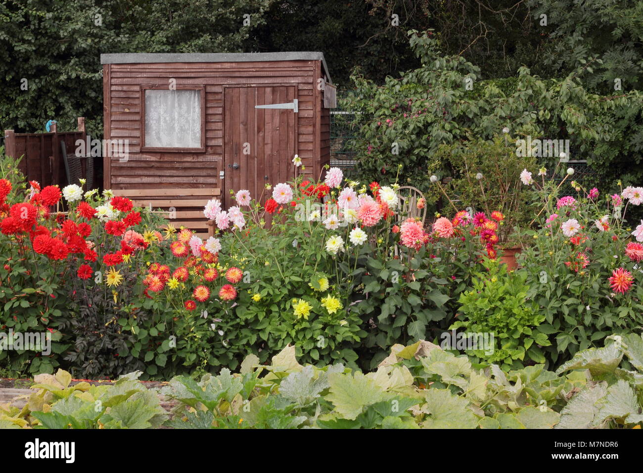 Capannone fronteggiata da dalia fiori e zucchine su un ben mantenuto riparto n tarda estate (agosto), Regno Unito Foto Stock