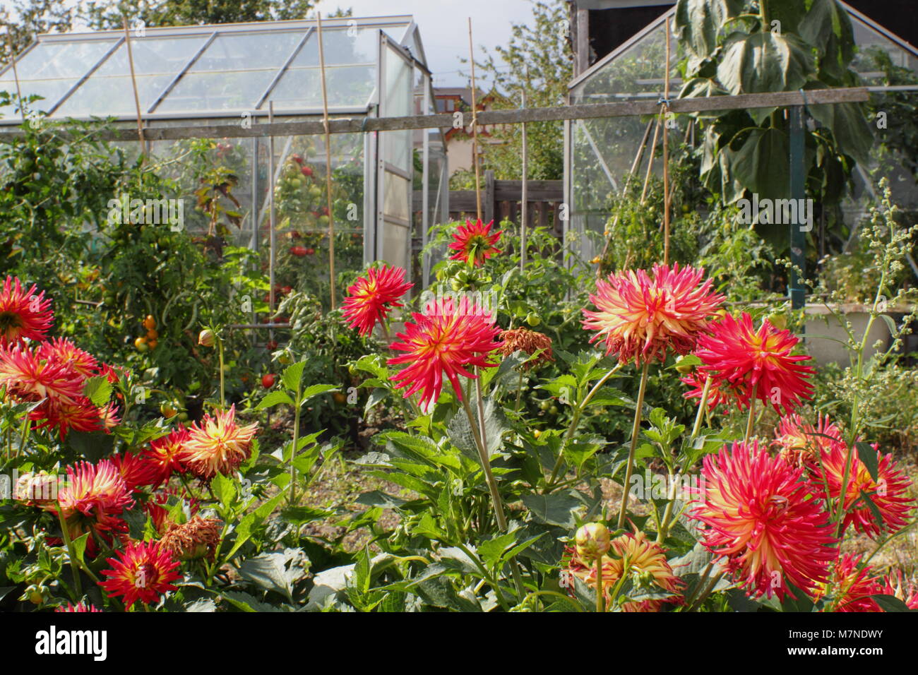 Un produttivo riparto giardino con dalie e serre ricovero di piante di pomodoro,l'estate, REGNO UNITO Foto Stock