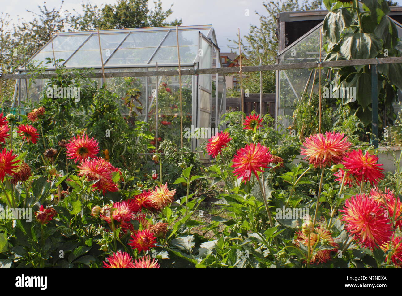 Un produttivo riparto giardino con dalie e serre ricovero di piante di pomodoro,l'estate, REGNO UNITO Foto Stock