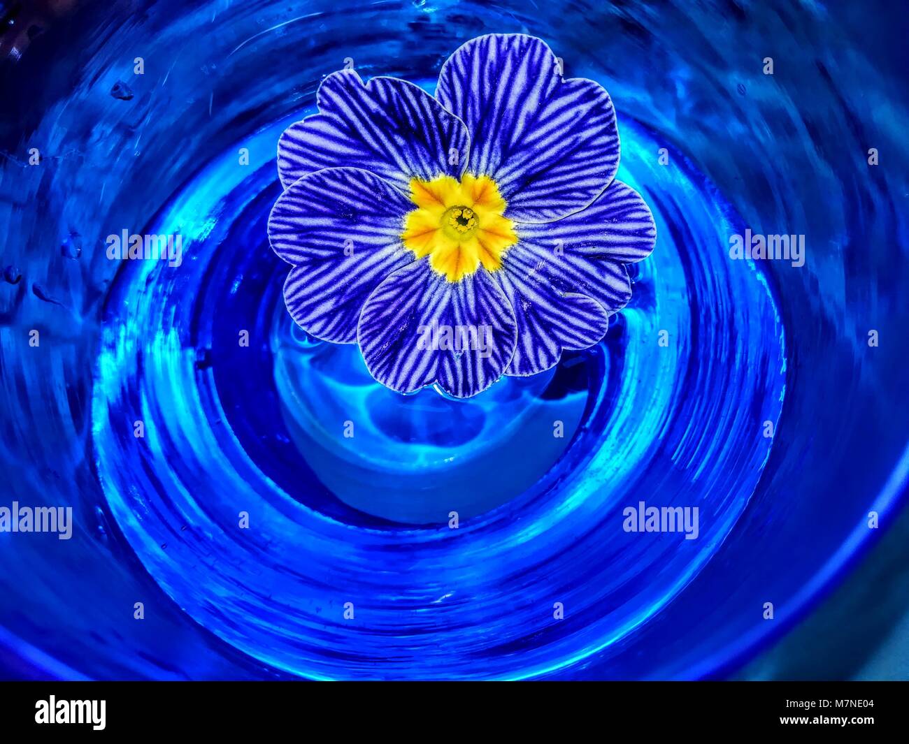 Fiori colorati in bicchiere di vetro Foto Stock