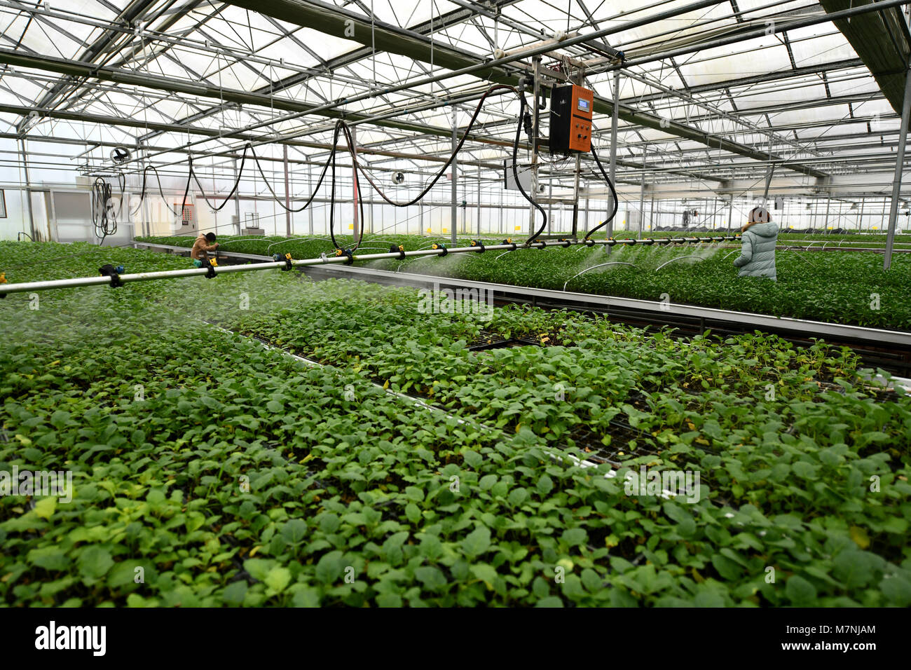 Zunyi, della Cina di Guizhou. Decimo Mar, 2018. I membri del personale di verdure acqua presso un parco agricolo nel quartiere Huichuan di Zunyi City, a sud-ovest della Cina di Guizhou, 10 marzo 2018. Credito: Luo Xinghan/Xinhua/Alamy Live News Foto Stock