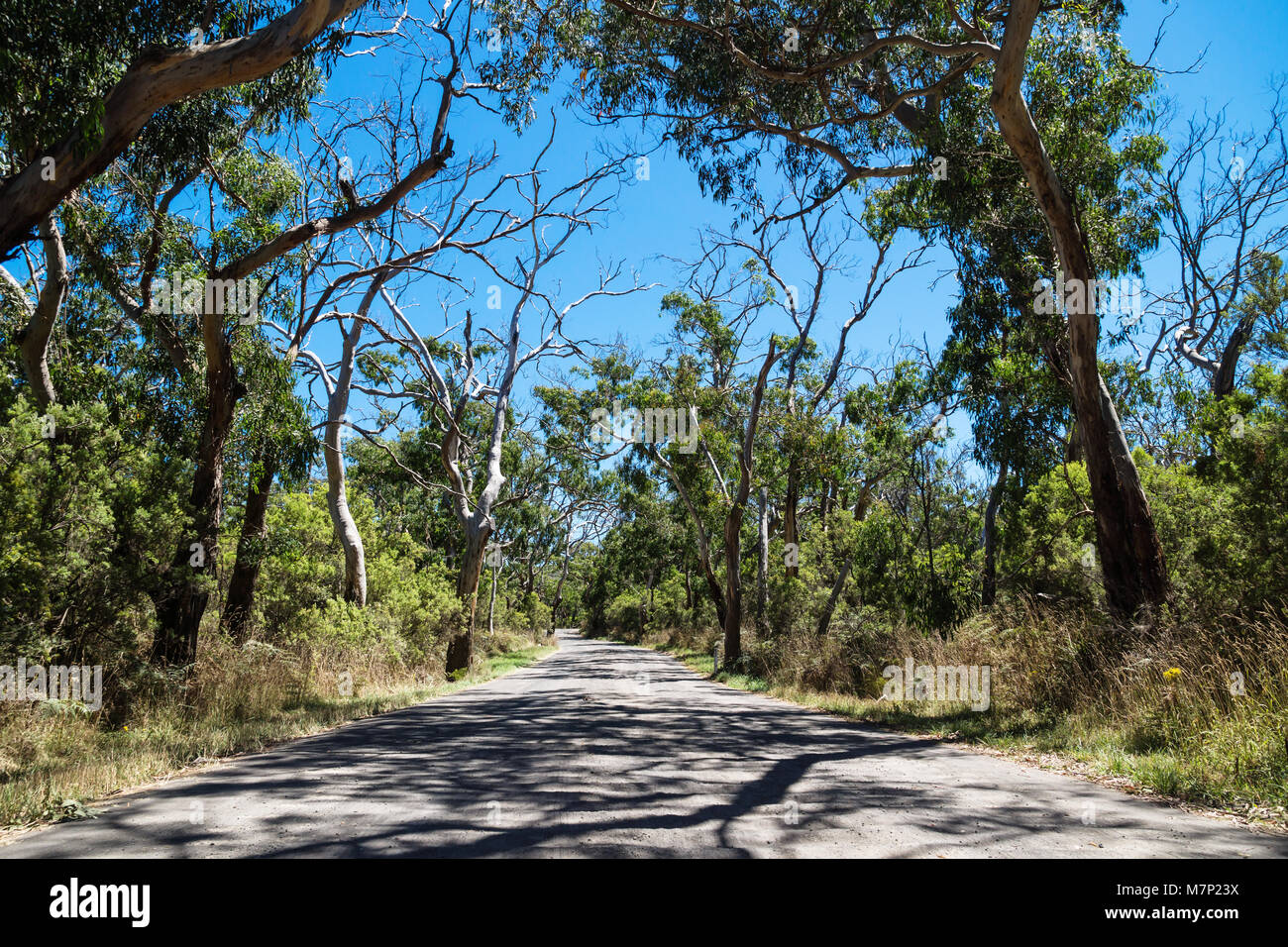 Strada con alberi eukalyptus, Cape Otway, Victoria, Australia Foto Stock