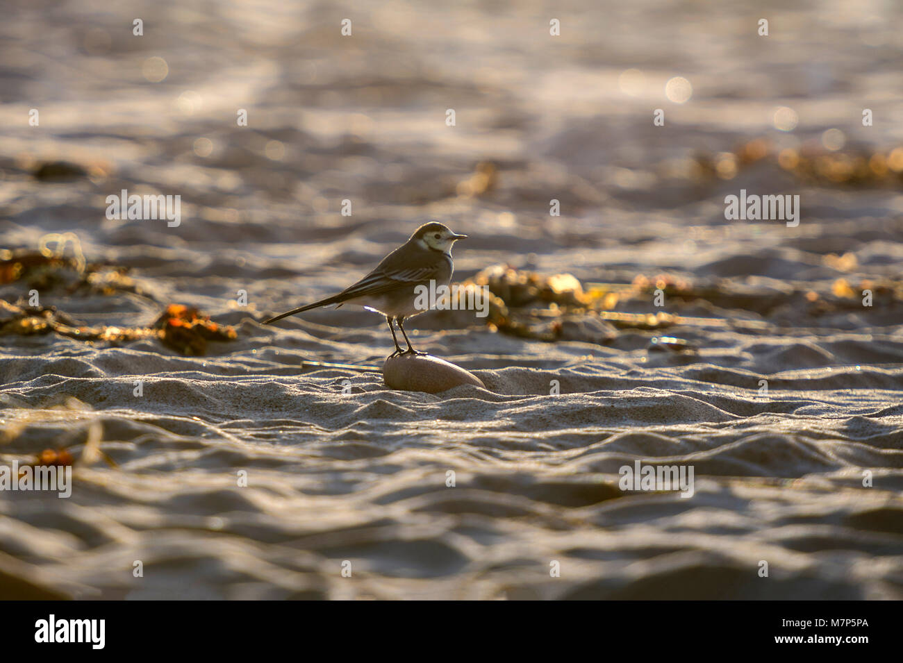 Pied Wagtail (Motacilla alba) sulla spiaggia la collezione di ritratti Foto Stock