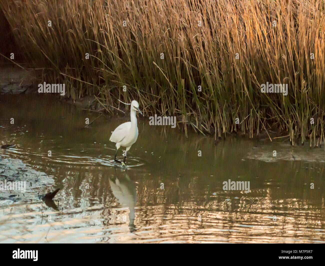 Garzetta (Egretta garzetta) riverside ritratto. Foto Stock