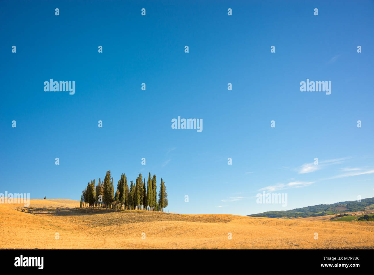 Bellissimo e tipico paesaggio toscano con cipressi in un campo in estate, Val d'Orcia, Toscana, Italia Foto Stock